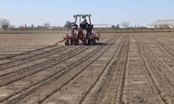 Çukurova'nın bereketli toprakları mısır ve ayçiçeği tohumları ile buluştu