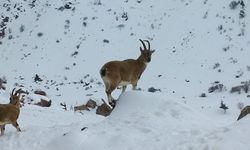 Demirkazık'ta yaban hayatı için yemleme çalışmaları sürüyor