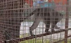 Denizli'de 3 örümcek maymunu ele geçirildi