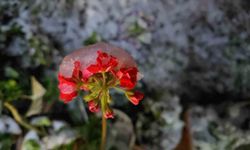 Denizli'de baharda yağan lapa lapa kar araçları yolda bıraktı