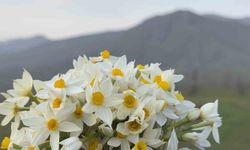 Derecik ilçesinde bahar yüzünü gösterdi