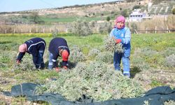 Didim'de ada çayı hasadı yapıldı