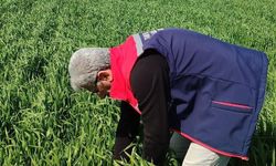 Didim'de hububat ekili araziler temiz çıktı