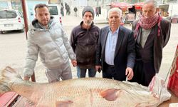 Diyarbakır'da 120 kiloluk turna balığı görenleri hayrete düşürdü