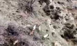 Diyarbakır'da popülasyonu hızla artıyor: Dağ keçileri sürü halinde görüntülendi