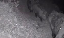 Diyarbakır'da yaban hayvanları foto kapana yakalandı