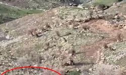 Domuzlar koyun sürüsüne saldırdı, çoban köpeği kovaladı