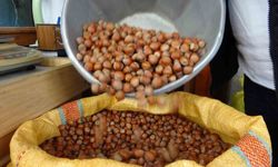 Düzce'den iki ayda bin 837 ton fındık ihraç edildi