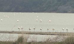 Eceabat Kaymakamı Kerem Yenigün'den Suvla Bölgesinde Doğa İncelemesi