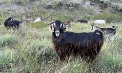 Edirne'de brusella alarmı: Keçiler karantinaya alındı