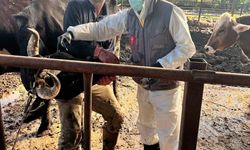 Efeler'de 15 bin hayvan aşılandı