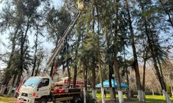 Efeler'de Pınarbaşı Mesire Alanı bakıma alındı