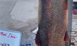 Elazığ'da 97 kilogram turna balığı yakalandı