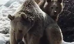 Erzincan'da ayıların kar keyfi kamerada
