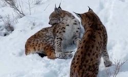 Erzincan'da iki vaşak görüntülendi