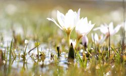 Erzincan'da kardelenler baharın müjdesini verdi