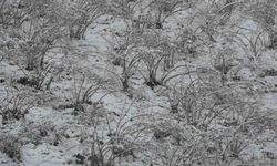 Fındıkta zirai don tehlikesi devam ediyor