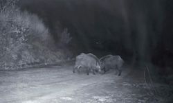 Ganos Dağları'nda domuz sürüsünün kavgası kameraya yansıdı