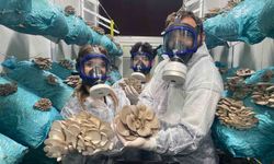 Hobi olarak başladığı mantar yetiştiriciliğinde günde 1 tona yakın hasat elde ediyor