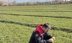 Iğdır'da yonca tarlalarında yonca hortumlu böceği ile mücadele