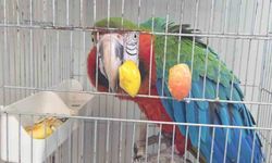 İpsala Sınır Kapısında kaçak papağan girişimi