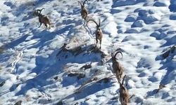 Kahramanmaraş'ta yaban keçileri görüntülendi