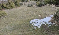 Kar ve çiçek açan çiğdemler yan yana