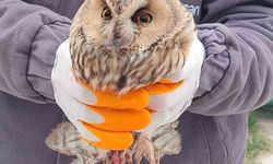 Karapınar'da yaralı baykuş tedaviye alındı