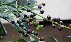 Karayemiş ağacı mevsimine 3 ay kala meyve verdi: 'Tadı çok güzel'