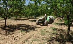 Kayısı üreticilerine manolya hastalığı uyarısı