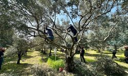 Koçarlılı üreticilere uygulamalı budama eğitimi