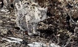 Köyün içerisine giren vaşak görüntülendi