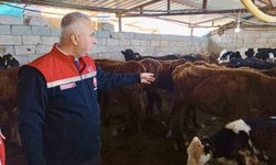 Kumlu'da yerli ırk hayvanlarla büyükbaş yetiştiriciliği yapan işletme incelendi