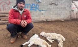 'Kuzu Septisemisi' yeni doğan kuzuları telef ediyor