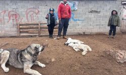 Kuzular belirti göstermeden bir anda telef oluyor