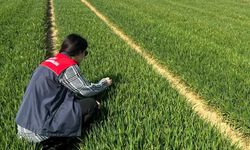 Lüleburgaz ve Pehlivanköy'de hububat tarlaları mercek altında