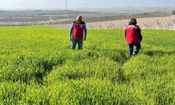 Manisa'da buğday üreticilerine 'Septorya' uyarısı