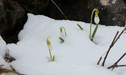 Mart karı kardelenleri yeniden beyaza bürüdü