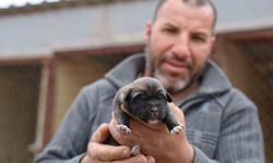 Mevsimin ilk kangalları dünyaya gözlerini açtı, karakterleri böyle ortaya çıkıyor