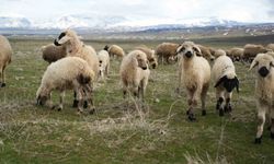 Muş Ovası kuzu sesleriyle şenlendi