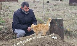 Muş'ta 9 gün önce öldürülen adamın kedileri mezarının başından ayrılmıyor