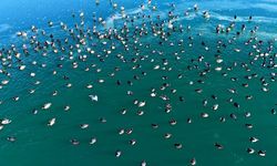 Nazik Gölü'nde ördekler görsel şölen oluşturdu