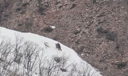 Pülümür Vadisi'nde oyun oynayan ayılar görüntülendi