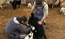 Refahiye'de hayvan sağlığı için sahadalar