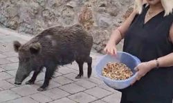 Safiye Soyman kapısına gelen domuzu elleriyle besledi