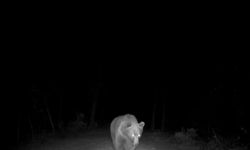 Safranbolu'da boz ayı fotokapanla görüntülendi