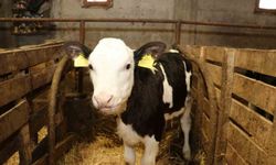 Samsun'da ari işletme sayısı artıyor