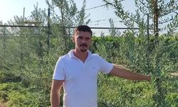 Sarıgöl'de 'bodur' zeytin dönemi