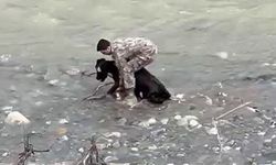 Siirt'te dereye düşen buzağı polis tarafından kurtarıldı