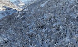 Şırnak'ta ormanlık alan beyaza büründü